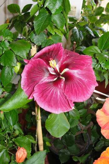 hibiscus black Dragon