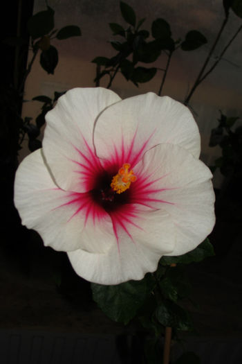 hibiscus  Fire Storm