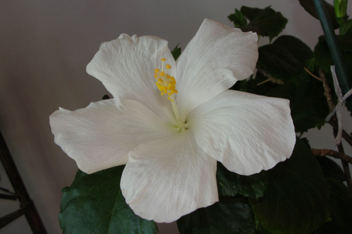 hibiscus  Carta Blanche