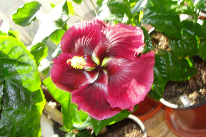 hibiscus  Black Dragon