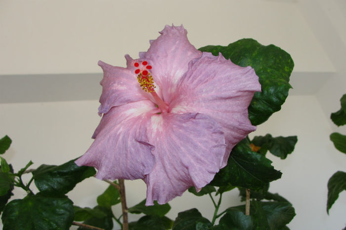 hibiscus Robyn Ann