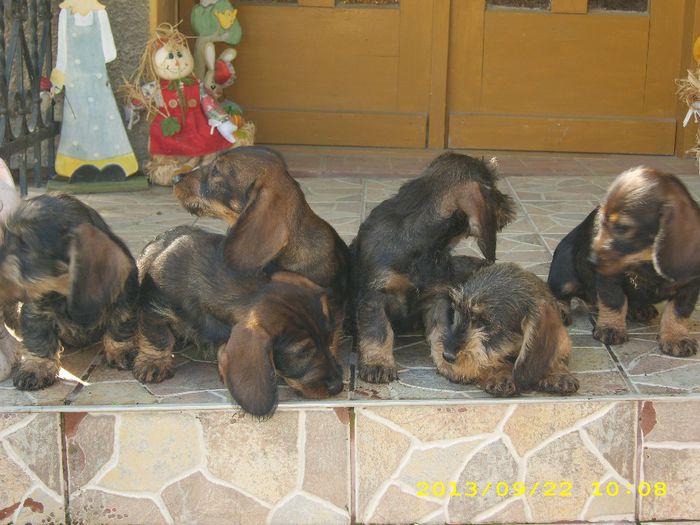 HDP_0665 - CAINI TECKEL CU PAR SIRMOS- dachshund wire haired standard 2013