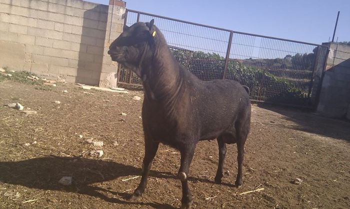 de vanzare tapusori murciano Ari22 - 7-anunt important