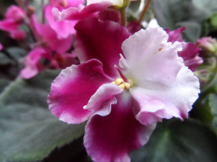 Crimson Ice - Violete africane