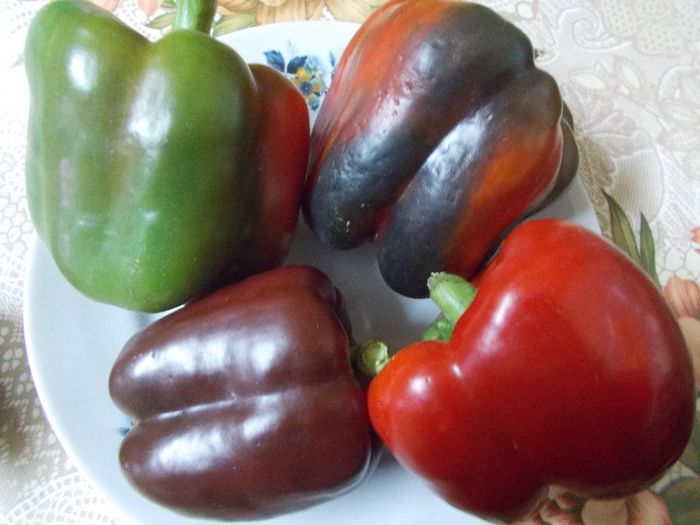  - SEMINTE ARDEI - A 08 MARON CHOCOLATE BEAUTY