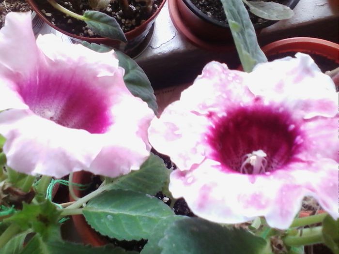 ultimile gloxini inflorite - gloxinia 2013