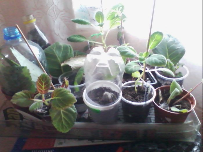 gloxinici primite la schimb - gloxinia 2013