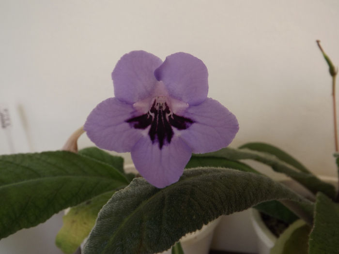 DSCF2025 - Streptocarpusi