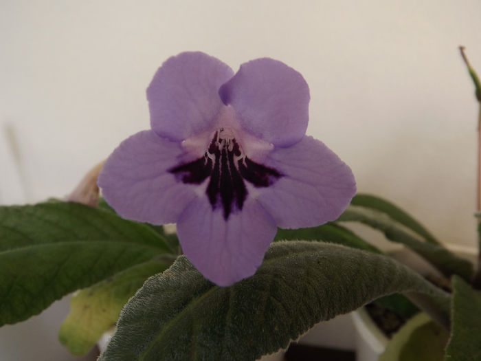 DSCF2032 - Streptocarpusi