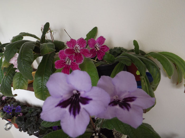 Natasha -Heidi - Streptocarpusi