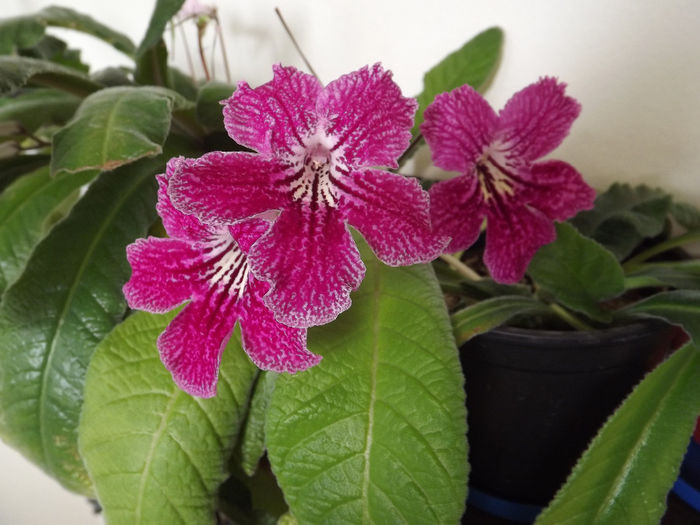 DSCF2137 - Streptocarpusi