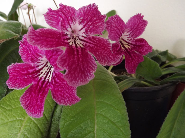 DSCF2138 - Streptocarpusi