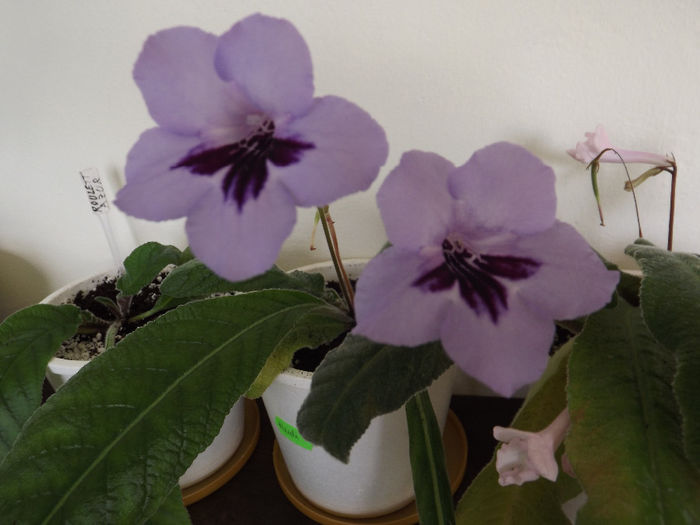 DSCF2140 - Streptocarpusi