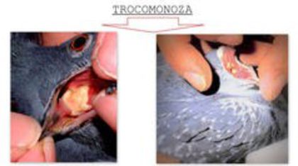 ticomonoza - nevacinarea