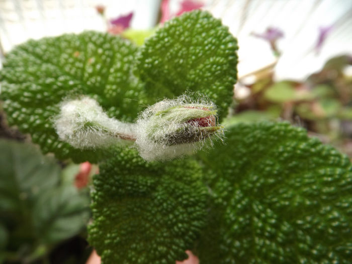 DSCF2030 - SINNINGII