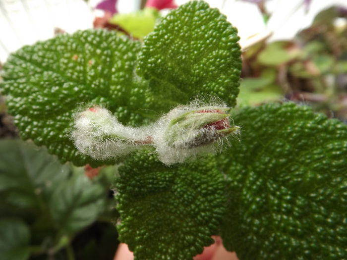 DSCF2029 - SINNINGII