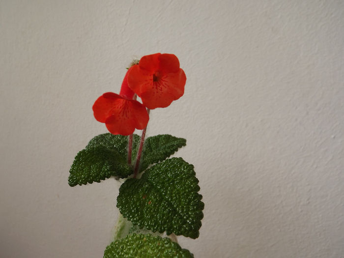 DSCF2083 - SINNINGII