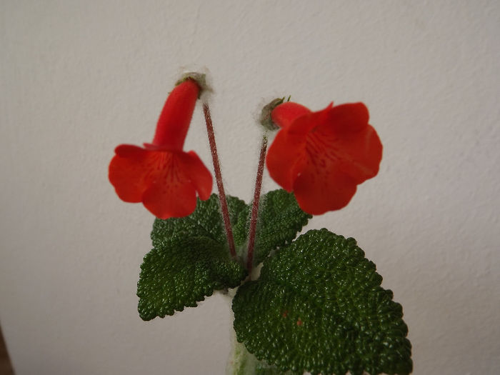DSCF2084 - SINNINGII