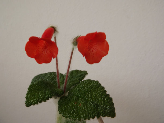 Bullata Florianopolis - SINNINGII