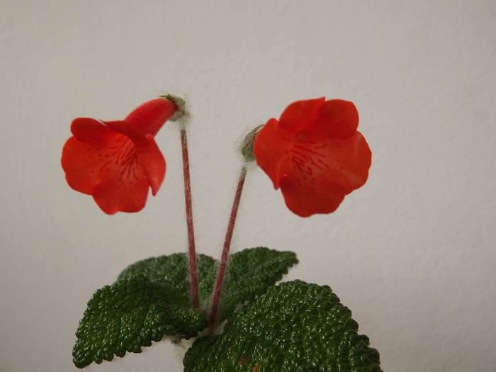 DSCF2087 - SINNINGII