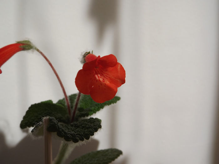 DSCF2111 - SINNINGII