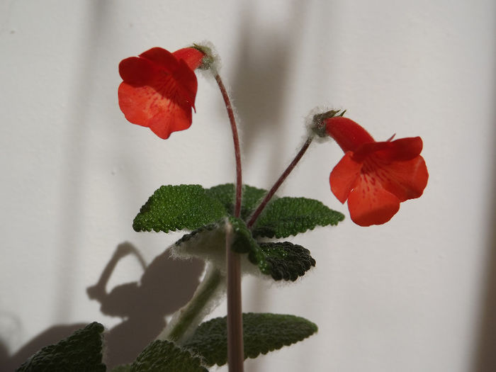 DSCF2110 - SINNINGII