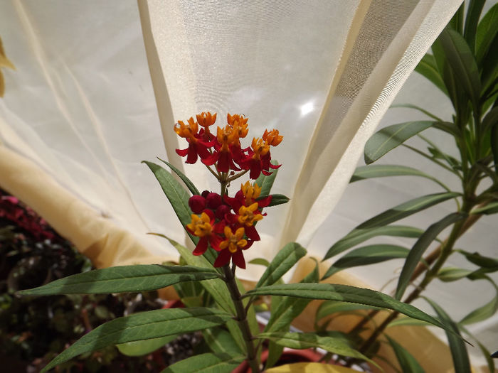 DSCF2109 - Diverse flori