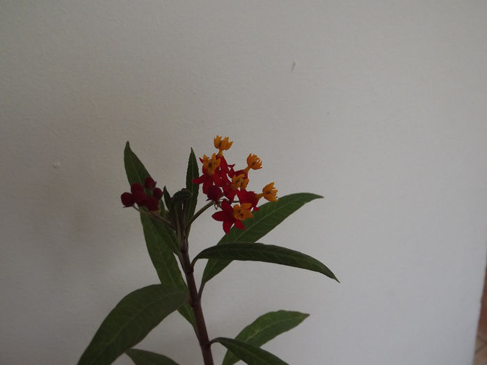 DSCF2048 - Diverse flori