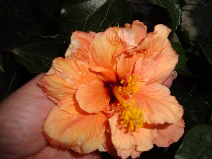 DSC09233 - HIBISCUS