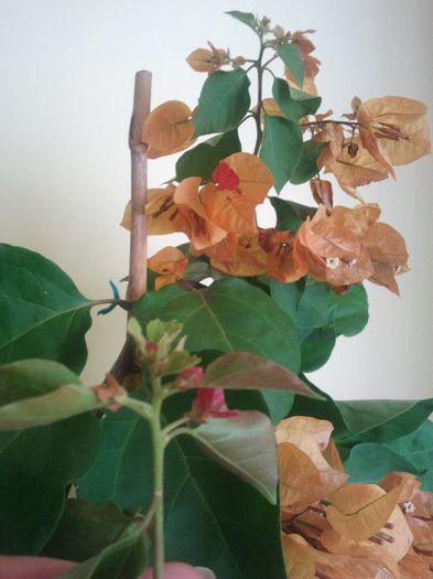 2013-10-04 Golden Tango - Bougainvillea