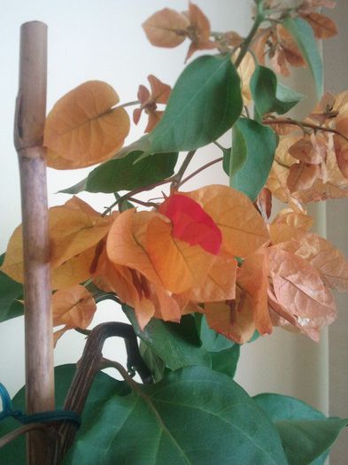 2013-10-04 Golden Tango - Bougainvillea