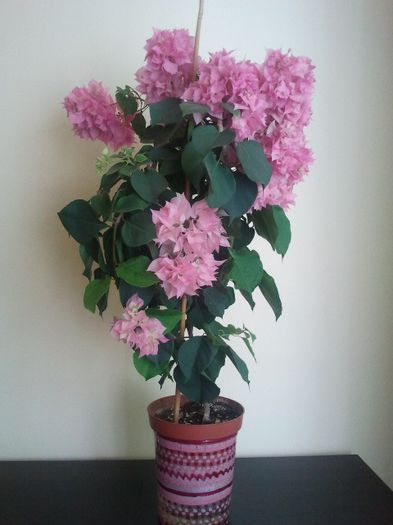 2013-10-04 Pagoda Pink - Bougainvillea