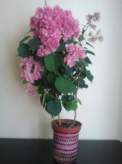 2013-10-04 Pagoda Pink - Bougainvillea