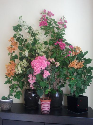 2013-10-04 in grup - Bougainvillea