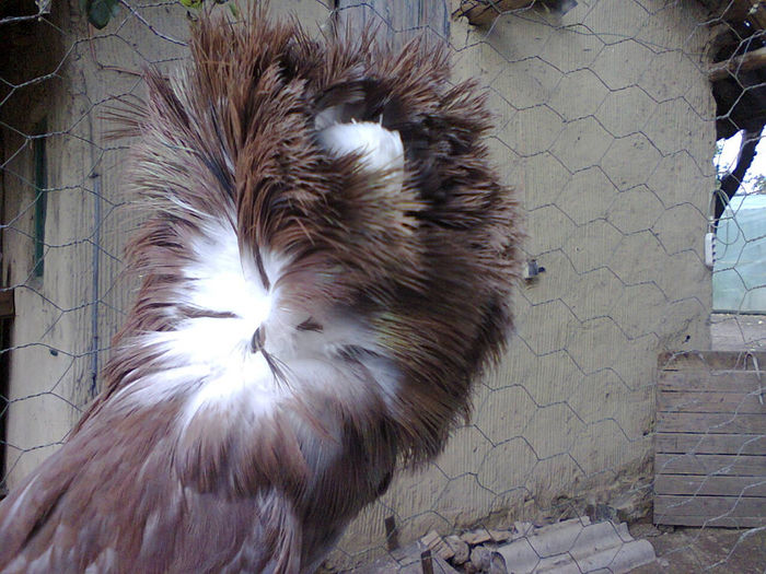 Photo0129 - gulerati rosii si galbeni