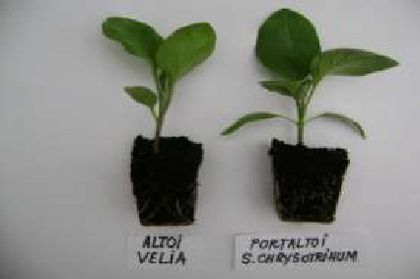 Solanum chrysotrichum - Inmultire