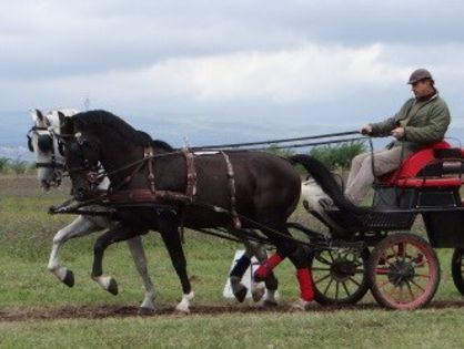 Siglavy Lipitan negru - Driving 2in hand VIDEO