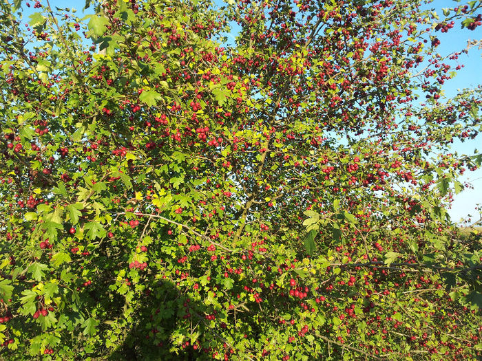 20130925_182455 - gradina 2013