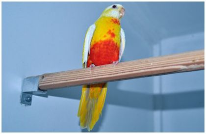 splendid-lutino-roodbuik-lacewing-pop[1]