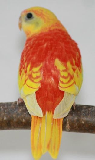 3d5142cff9bd8b21ffff87a1ac144233