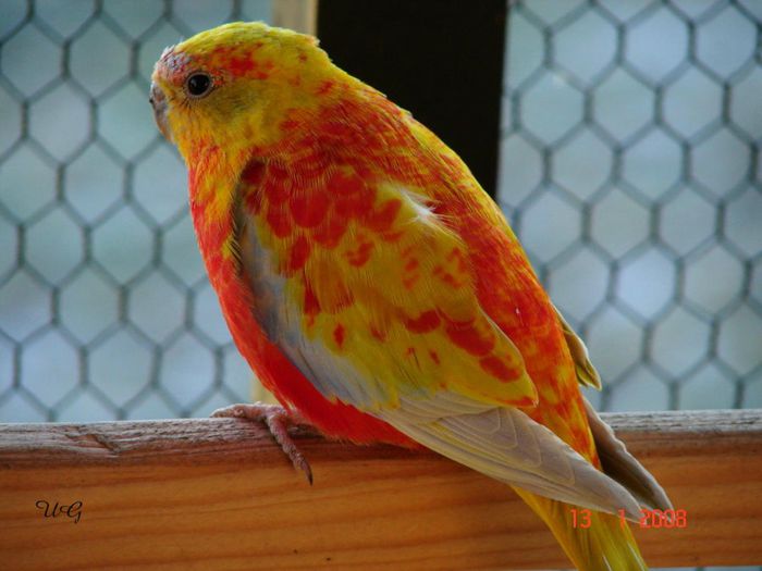 37 - PAPAGALI