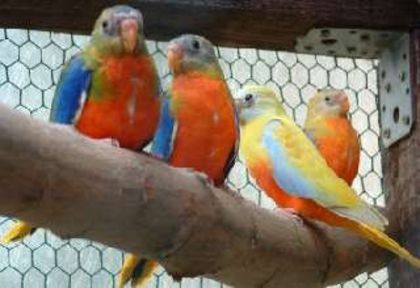 43d8e63243e8e - PAPAGALI