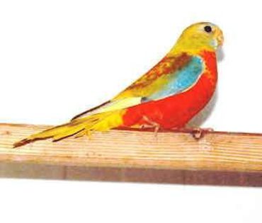 43d8e76547886 - PAPAGALI