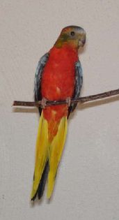 43d75c3c97640 - PAPAGALI