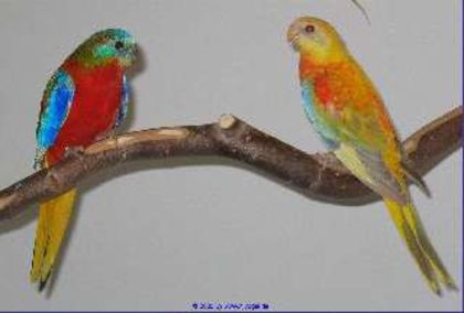 43e218d0cdefa - PAPAGALI