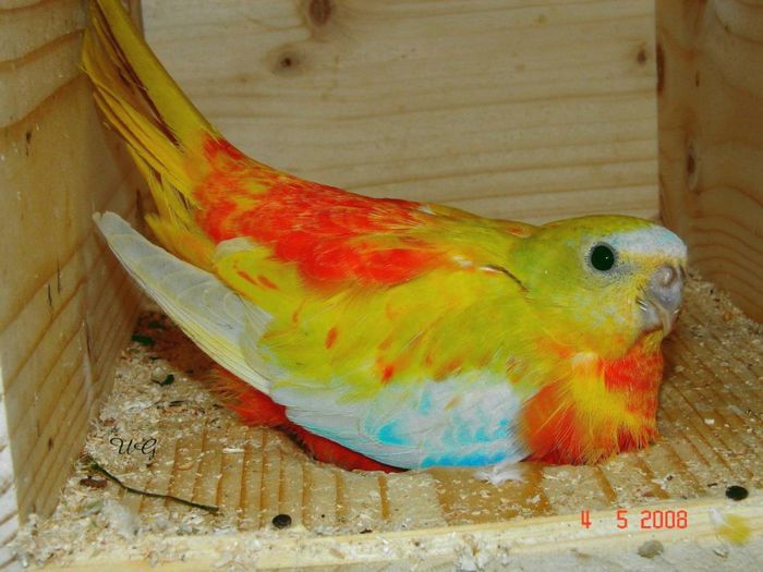 46 - PAPAGALI