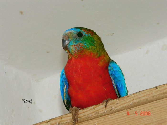 47 - PAPAGALI