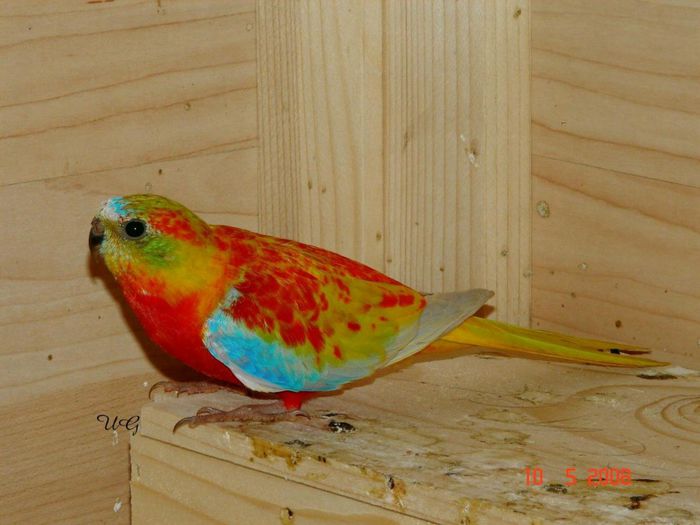 48 - PAPAGALI