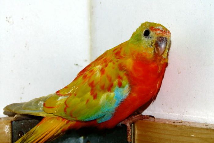 79 - PAPAGALI