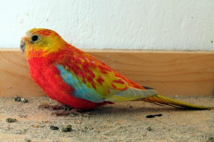 83 - PAPAGALI